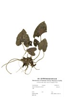 藏品(裏紫細辛)的圖片